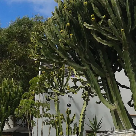 Pardela * Costa Adeje (Tenerife)